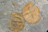 Two Orange Declivolithus Trilobite (Pos/Neg Split) Morocco #92485-4